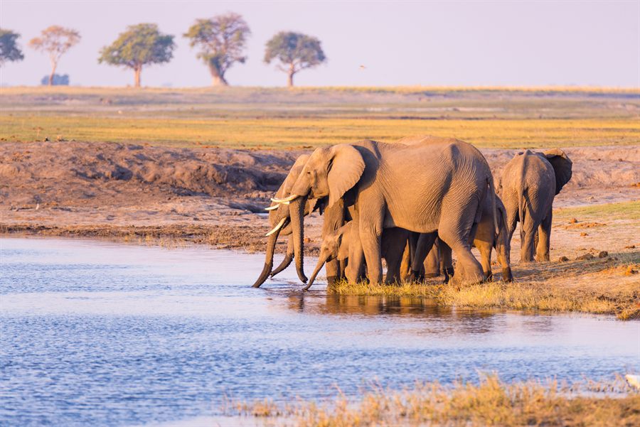 Elephants at the Chobe River